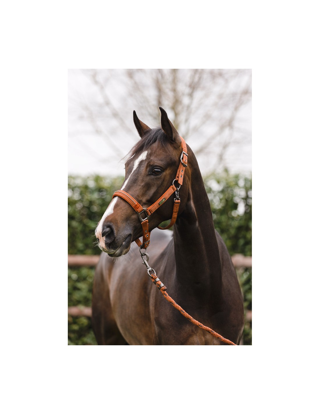 ANKY® halster en lijn Stones ATH23001 ANKY® halster en lijn Stones ATH23001