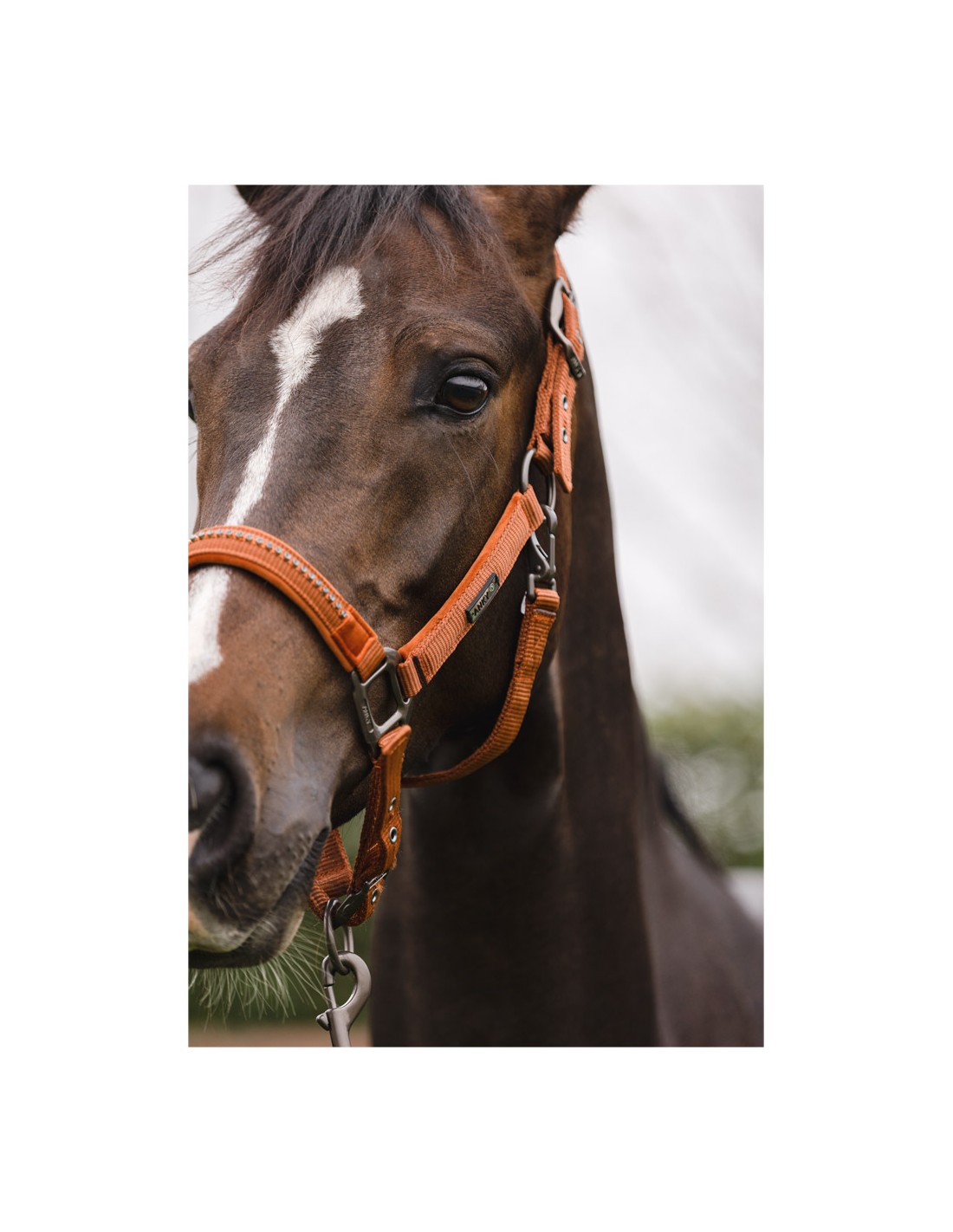 ANKY® halster en lijn Stones ATH23001 ANKY® halster en lijn Stones ATH23001