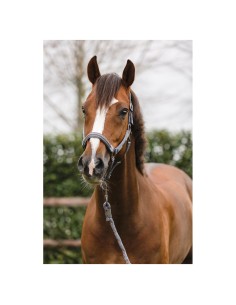 ANKY® halter and Lead... 2