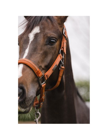 ANKY® halter and Lead stones ATH23001