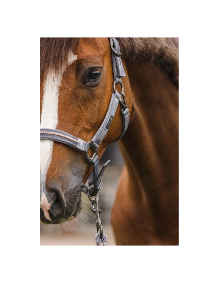 ANKY® halter and Lead stones ATH23001