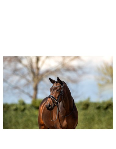 ANKY® Bridle Pullback Noseband ATH19003