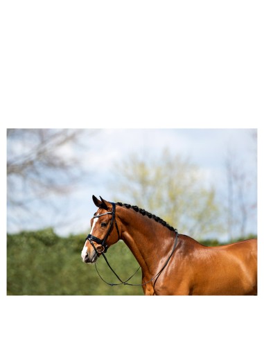 ANKY® Bridle ATH20005