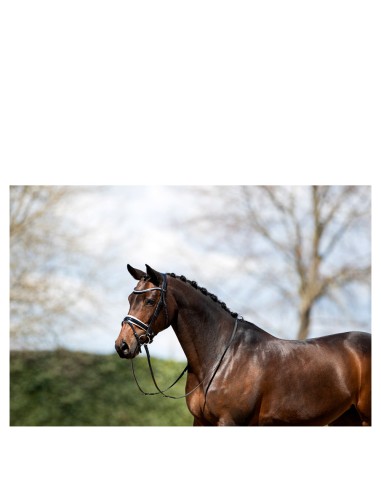 ANKY® Bridle ATH20005