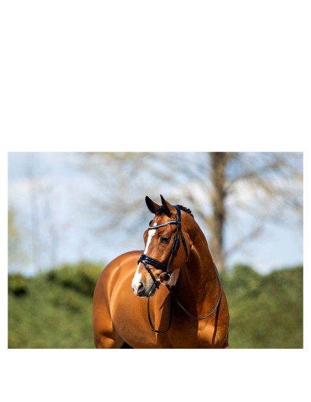 ANKY® Bridle ATH20005
