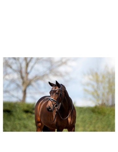 ANKY® Bridle ATH20005
