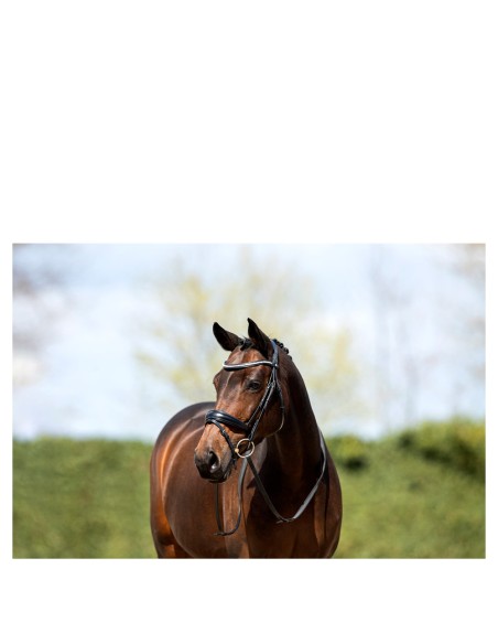 ANKY® hoofdstel ATH20004